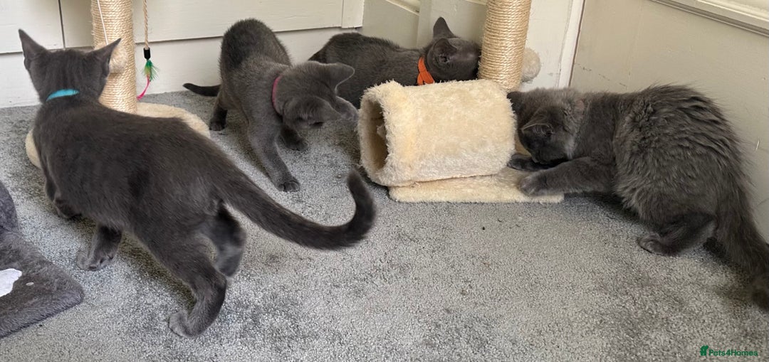 Russian Blue cats for sale: Russian Blue Kittens  in Lanark - Image 12