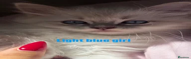 Blue lynx point ragdoll girl (light blue collar)