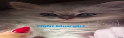Ragdoll cats for sale: Luxury ragdoll kittens - Quality Breed  - Advert 11