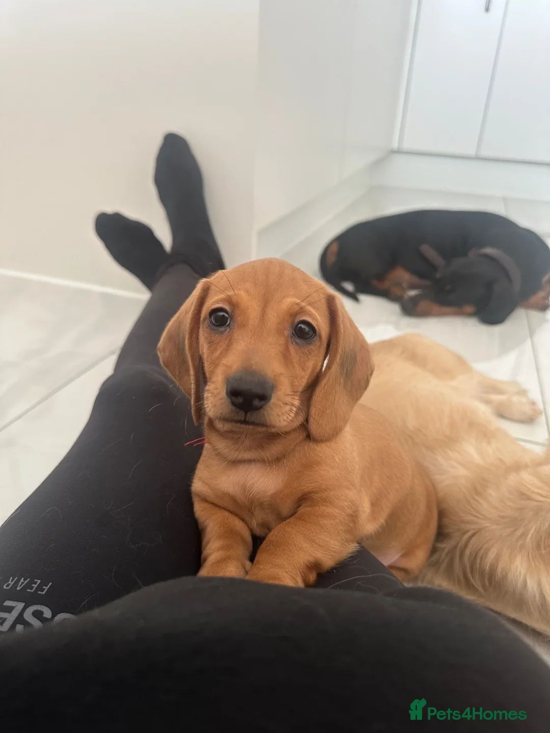 Miniature Dachshund dogs for stud: KC Registered Cream Long Haired Dachshund Stud - Advert 2