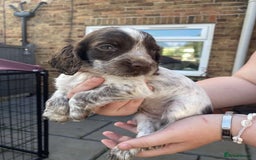 Sprocker dogs for sale: Sprocker pups ready 19th August  - Image 1
