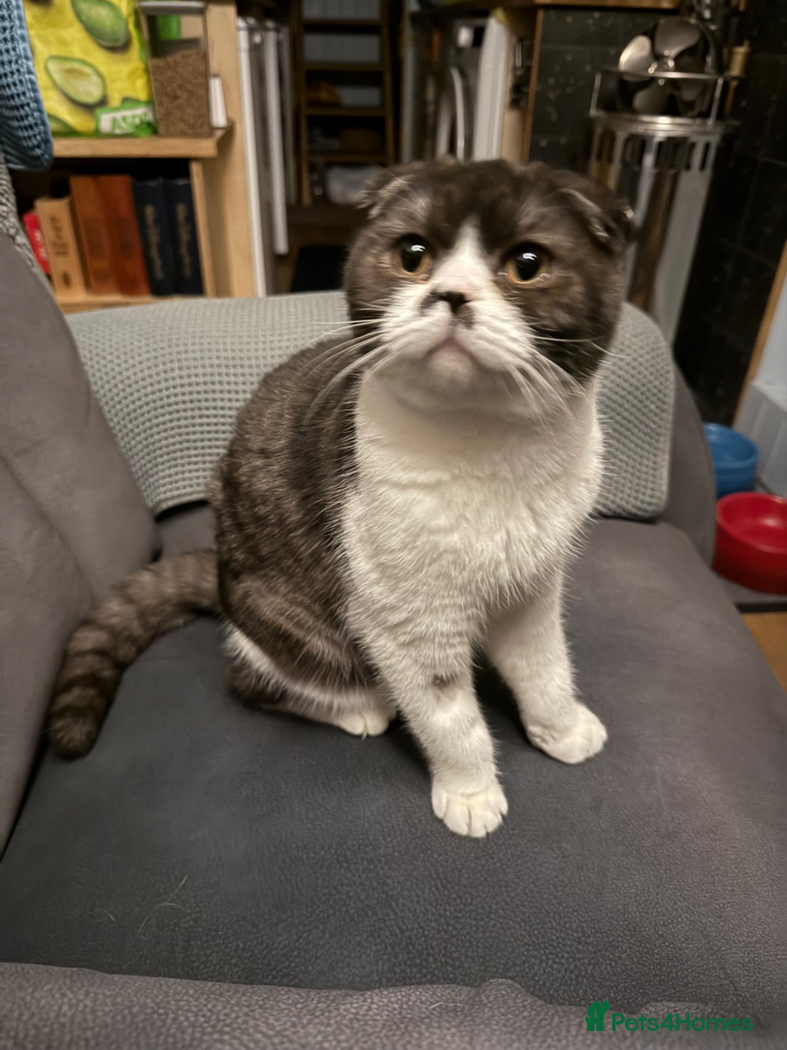 Scottish Fold cats Jinx the Scottish Fold - Advert 2