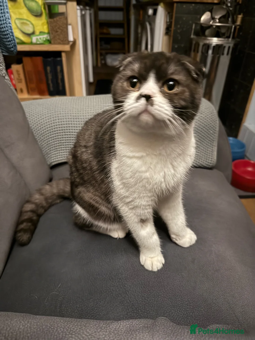 Scottish Fold cats for sale: Jinx the Scottish Fold - Advert 2