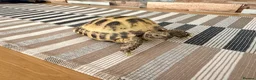 Tortoise reptiles for sale: Horse field tortoise in Dudley - Advert 2