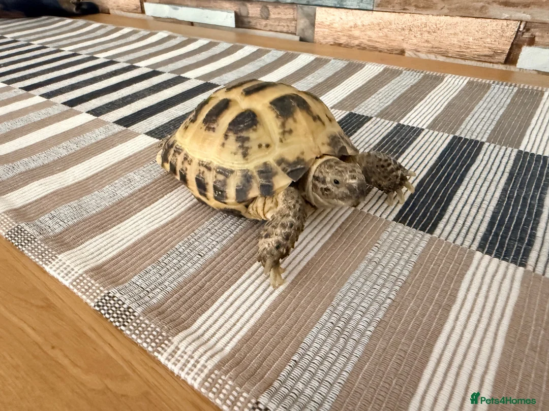 Tortoise reptiles for sale: Horse field tortoise in Dudley - Advert 2