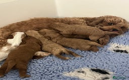 Cavapoo dogs for sale: Absolutely gorgeous cavapoo babies available. 🐾 - Image 1