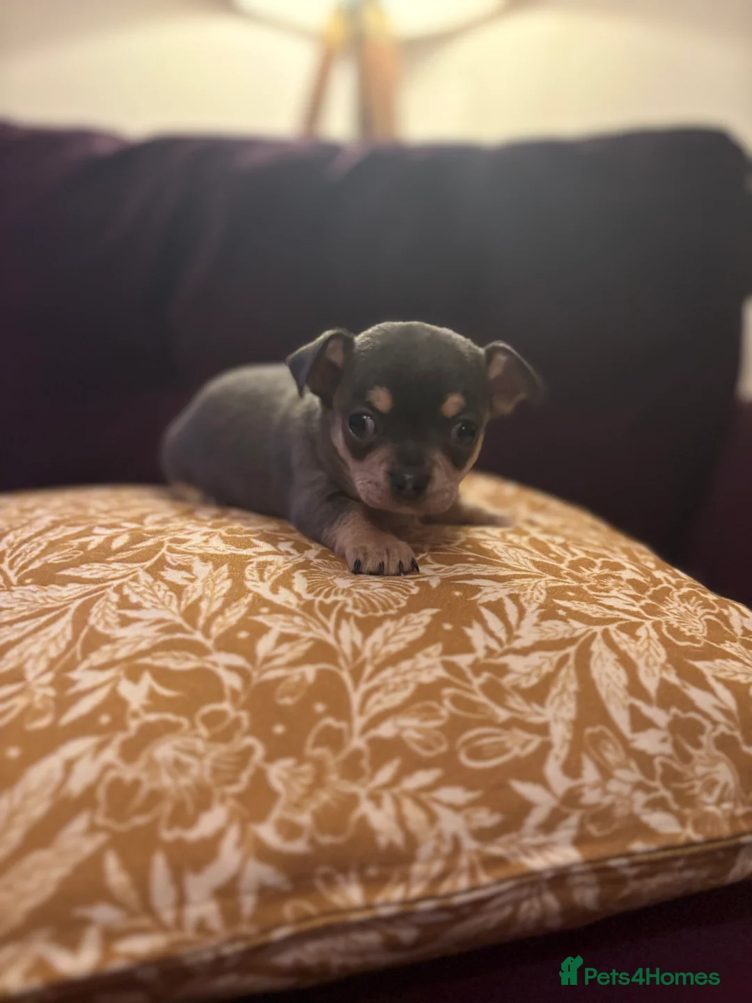 Chihuahua dogs for sale: 🎉BORN 25/12/25🎉. LAST BOY READY 13/03/26 💛💛💛 - Advert 9