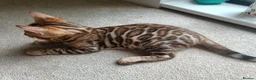 Bengal cats for sale: Cuddly and beautiful pedigree bengal kittens - Advert 10