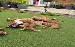 Boxer dogs for sale: Full pedigree boxer puppies  - Image 9