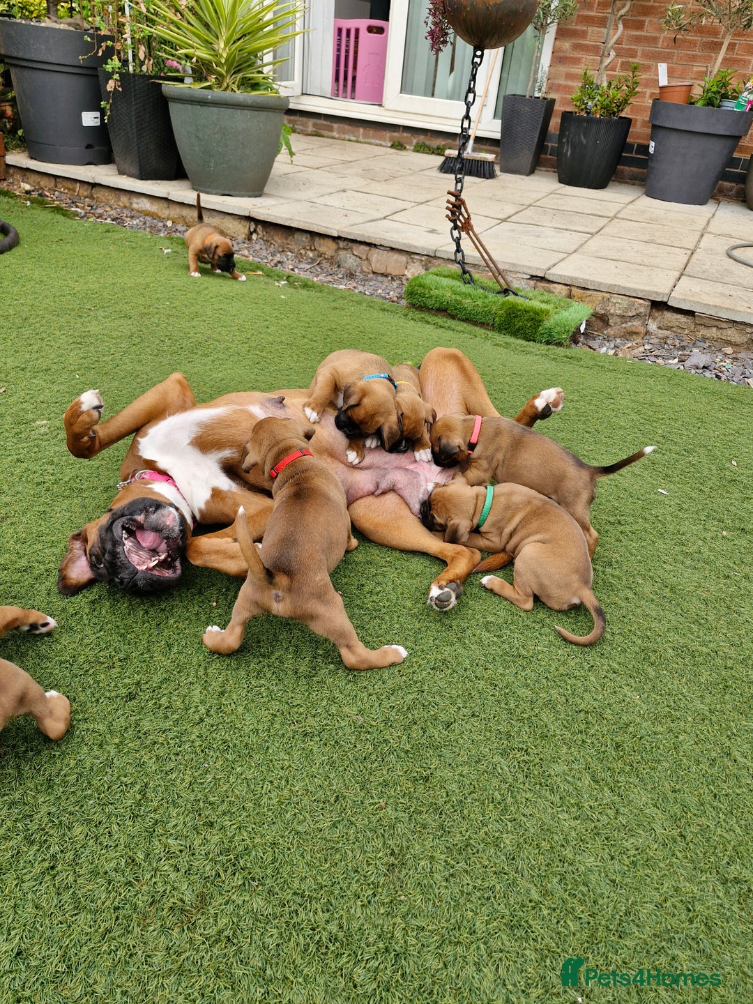 Boxer dogs for sale: Full pedigree boxer puppies  - Image 9