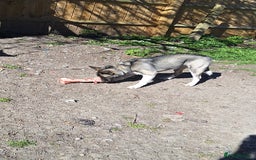 Mixed Breed dogs for sale: Husky cross  - Image 2