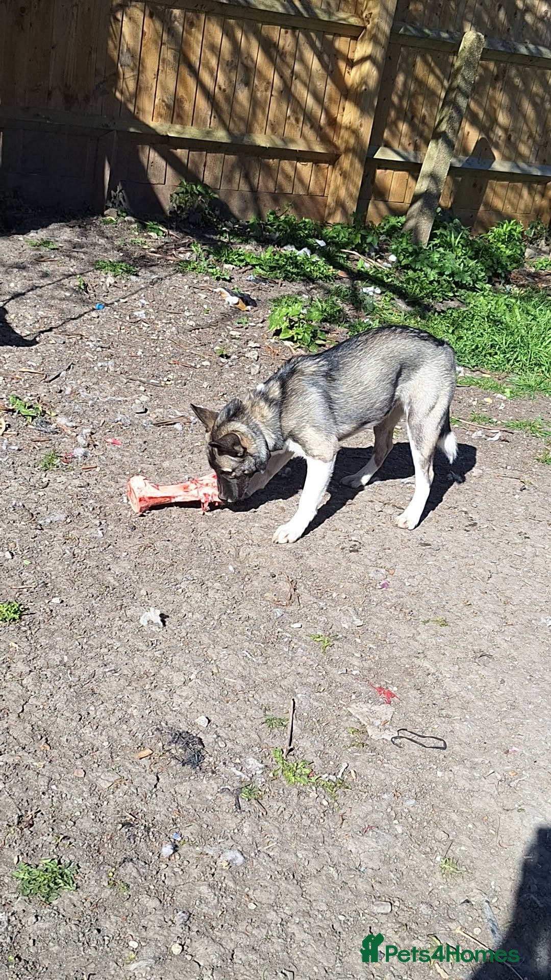 Mixed Breed dogs for sale: Husky cross  - Image 2