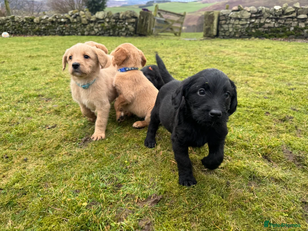 Labradoodle dogs for sale: Labradoodle F1 Puppies Health Tested Parents   - Advert 17