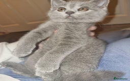 British Shorthair cats for sale: 3 beautiful bsh female kittens available  - Image 10