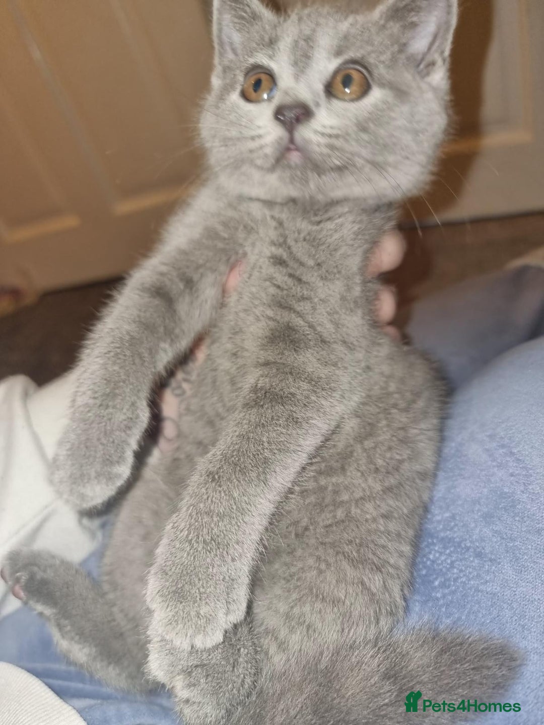 British Shorthair cats for sale: 3 beautiful bsh female kittens available  - Image 10