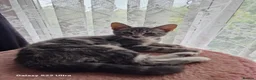 Mixed Breed cats for sale: Kittens - Advert 6