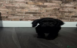 Cockapoo dogs for sale: F1b cockapoo pups  - Advert 9