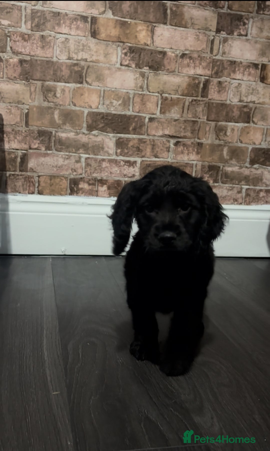 Cockapoo dogs for sale: F1b cockapoo pups  - Advert 9