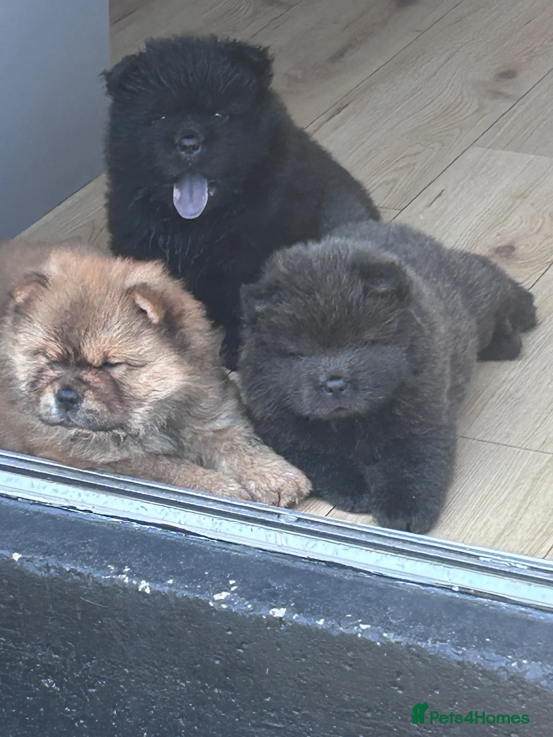 Chow Chow dogs for sale: Chow chow  in Jarrow - Advert 2