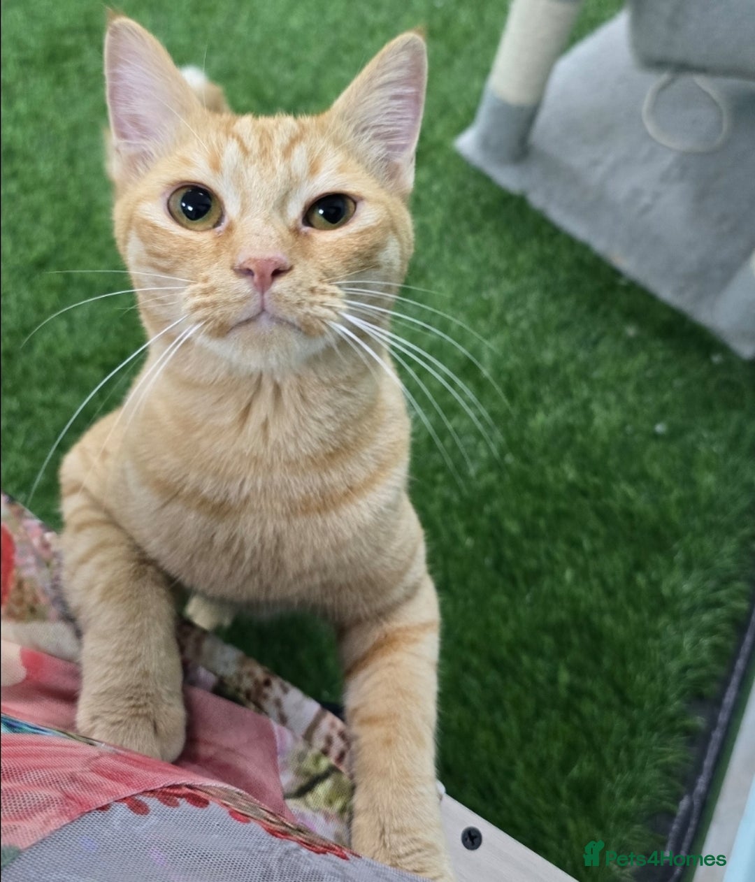 Mixed Breed cats for adoption: [Indoors Only] Lovely & affectionate Cuddlebugs - Image 1