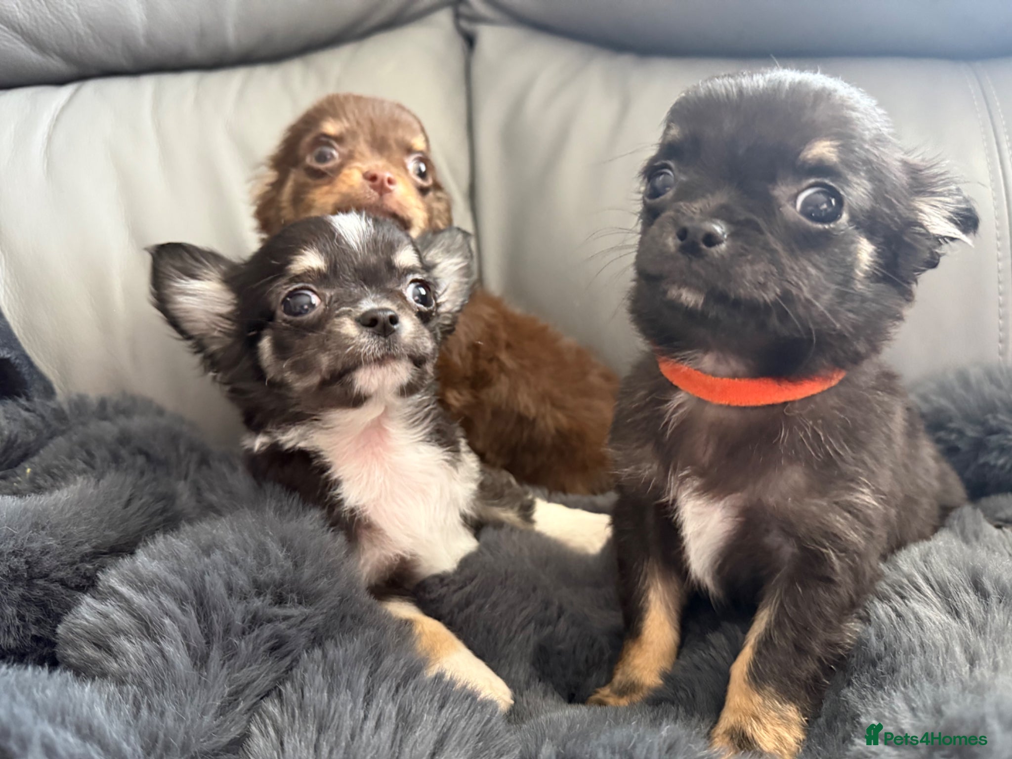 Chihuahua dogs L/C chihuahua babies READY NOW - THREE BOYS LEFT - Advert 2
