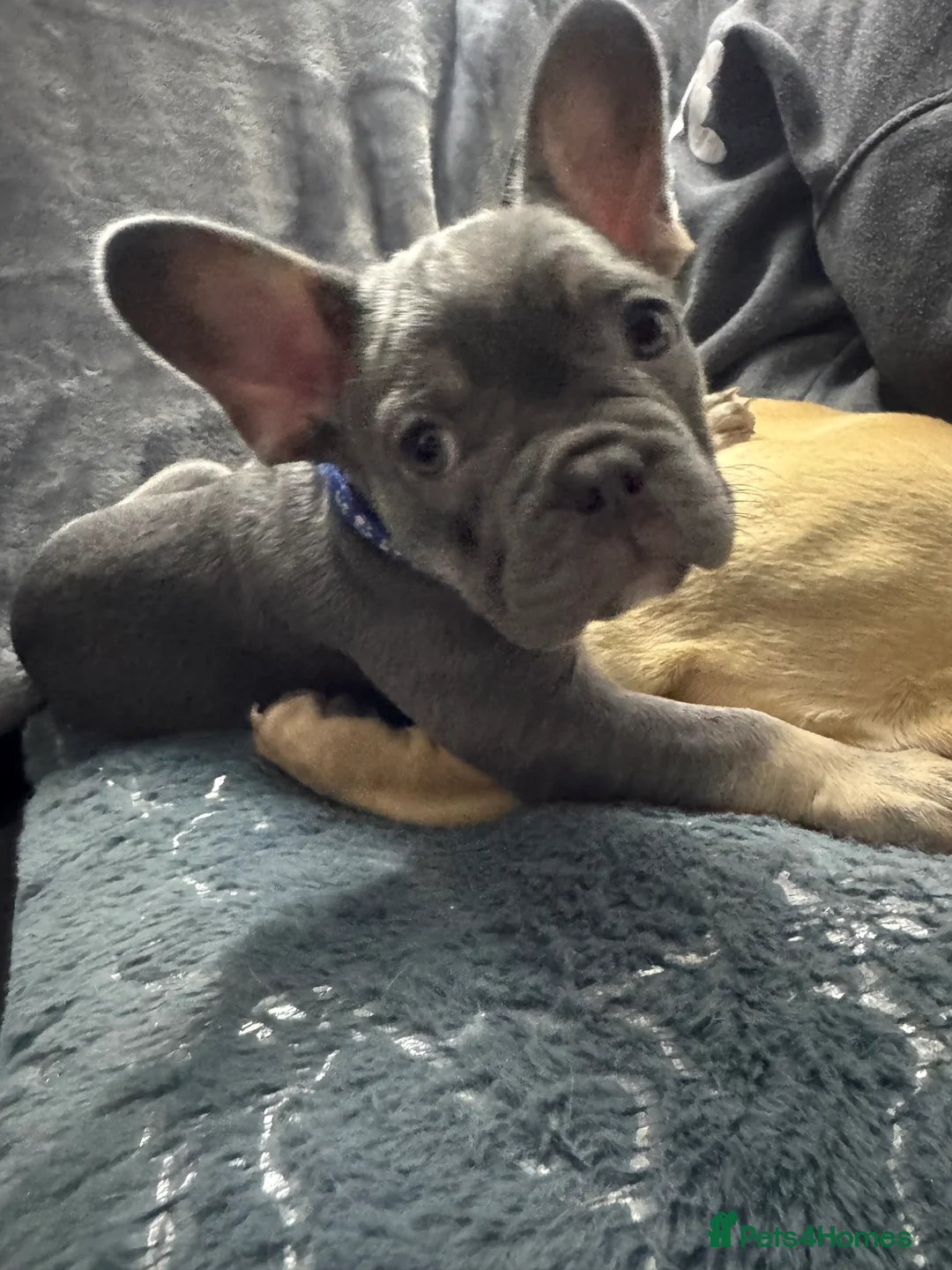 French Bulldog dogs for sale: Outstanding male lilac and tan  - Advert 6