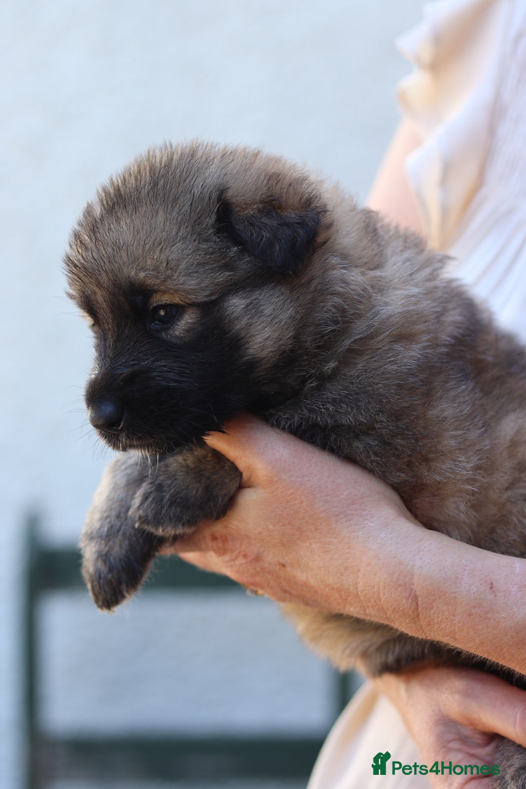 German Shepherd dogs for sale: Adorable GSD pups, straight back line, KC reg - Image 8