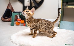 Bengal cats for sale: Dune- Stunning Bengal Boy- TICA with champion line - Image 22