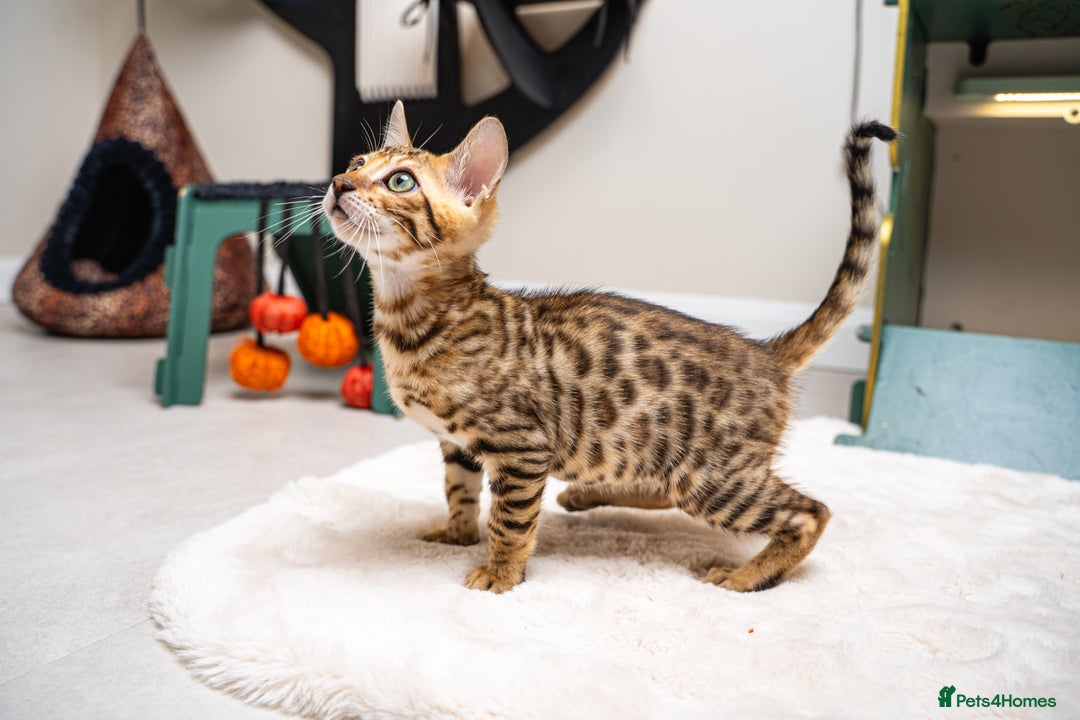 Bengal cats for sale: Dune- Stunning Bengal Boy- TICA with champion line - Image 22