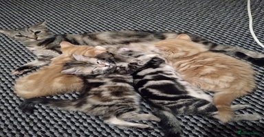 British Longhair cats - Advert 4