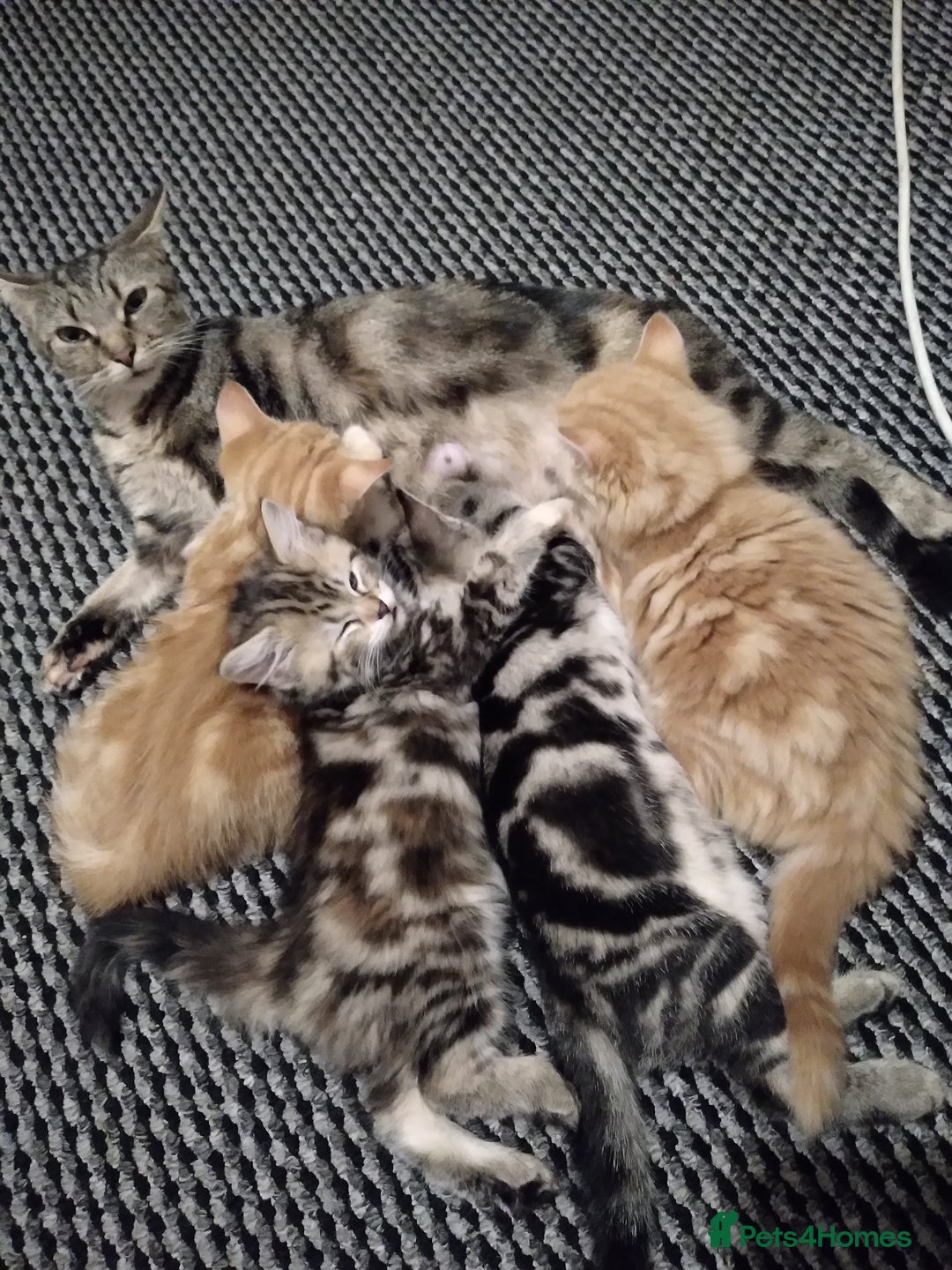 British Longhair cats for sale: Kittens  - Image 3
