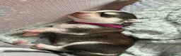 Mixed Breed dogs for sale: Huskadors/Labskys in Swansea - Advert 4