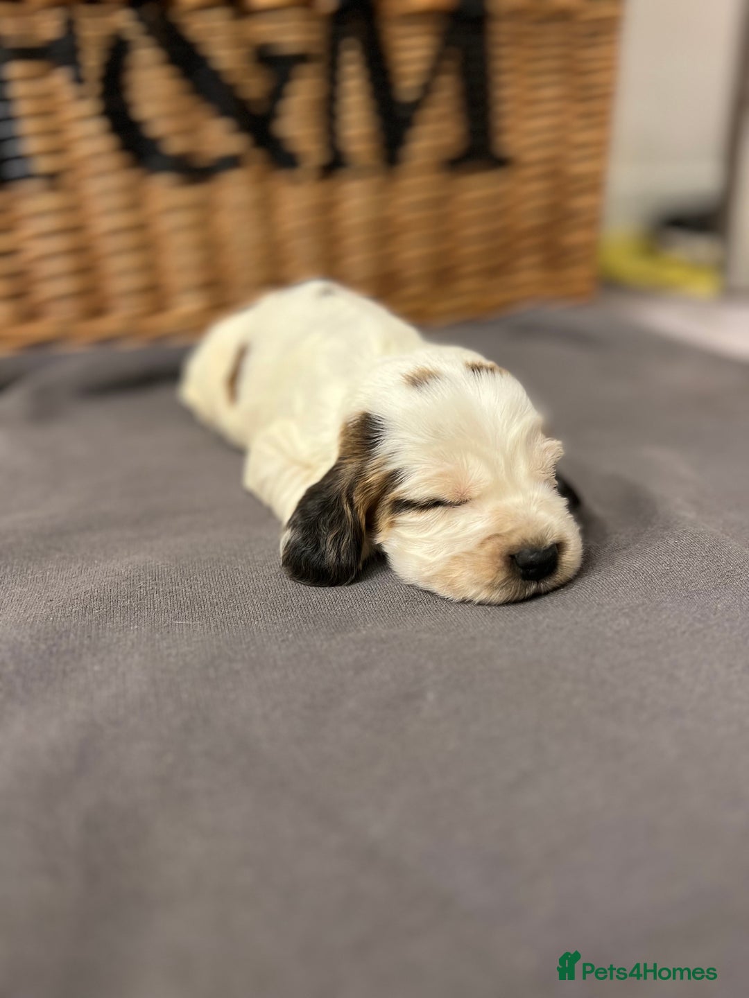 Cocker Spaniel dogs for sale: Show type Cocker spaniel puppies  - Advert 10