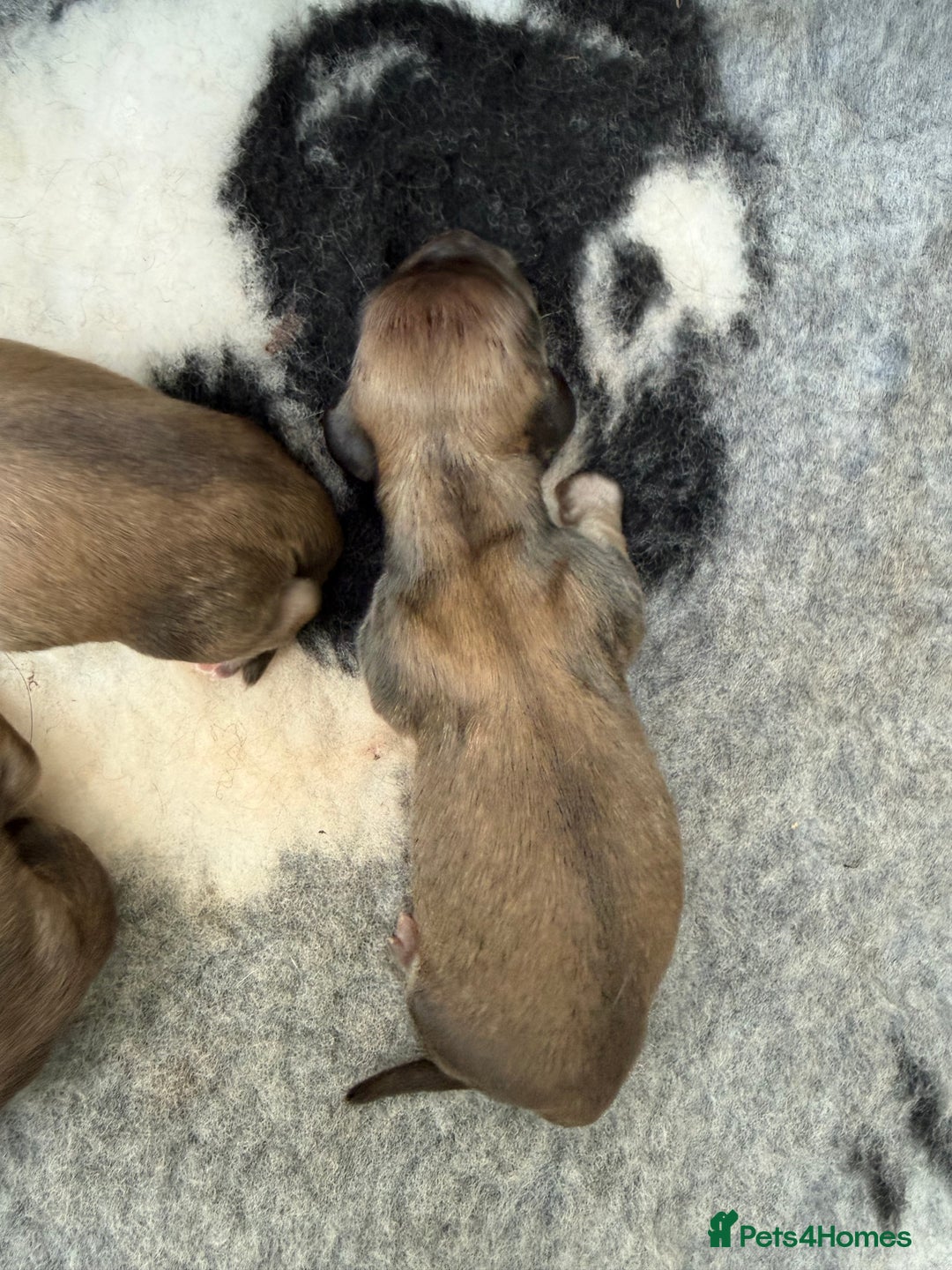 Miniature Dachshund dogs for sale: Stunning long haired miniature shaded creams - Advert 2