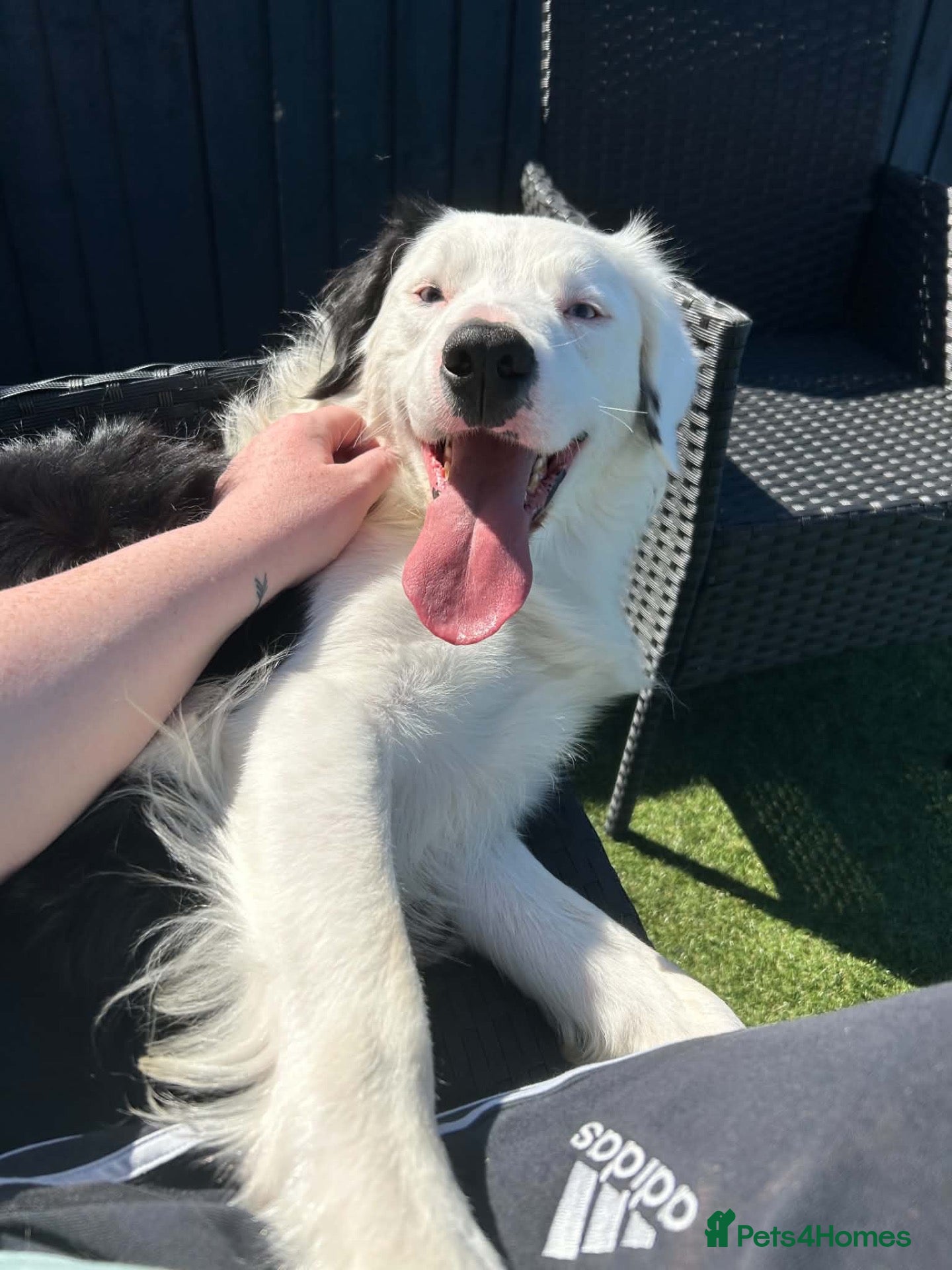 Border Collie dogs Border Collie Male 3 Years Old - Advert 2