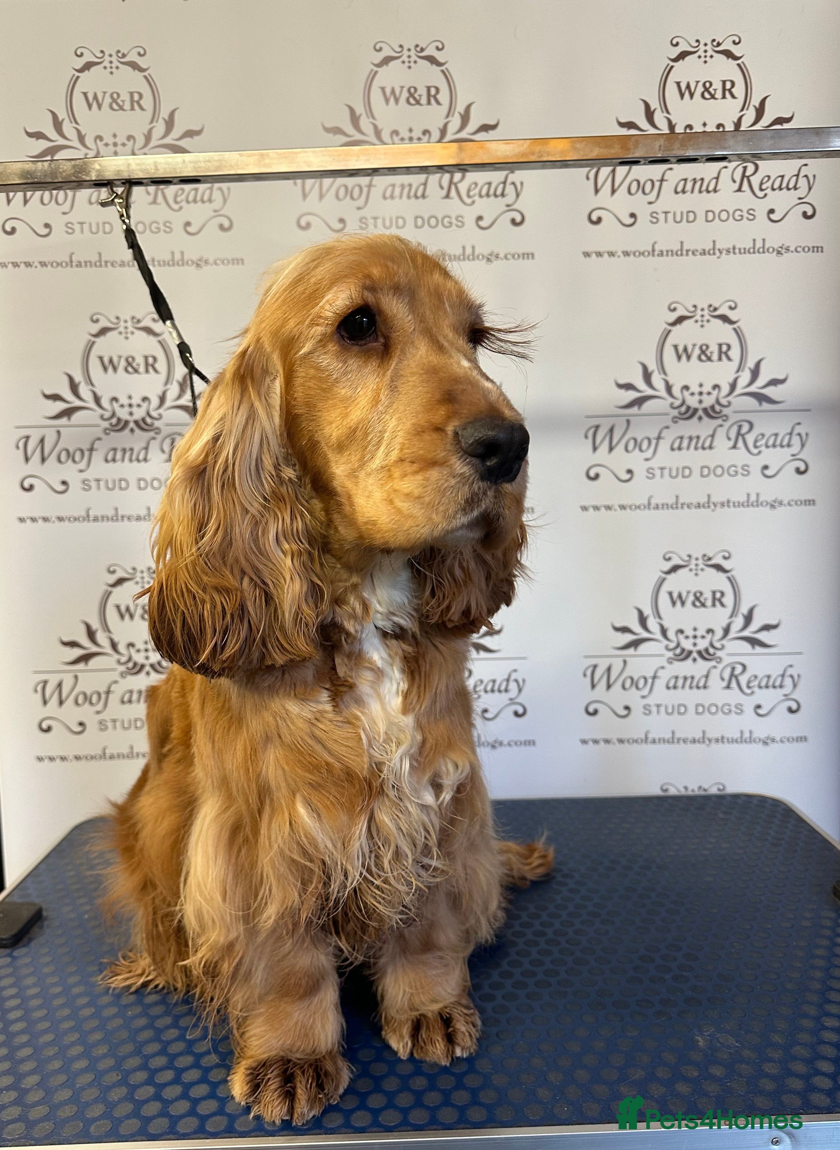 Cocker Spaniel dogs Bentley - KC Reg Stunning Show Spaniel at Stud in Bradford - Advert 3