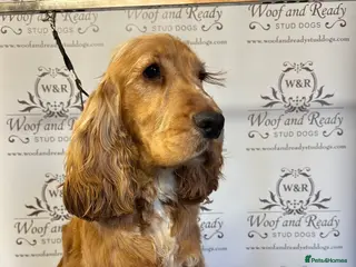 Cocker Spaniel dogs Bentley - KC Reg Stunning Show Spaniel at Stud in Bradford - Advert 1