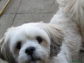 Lhasa Apso dogs beautiful female lhasa - Advert 1