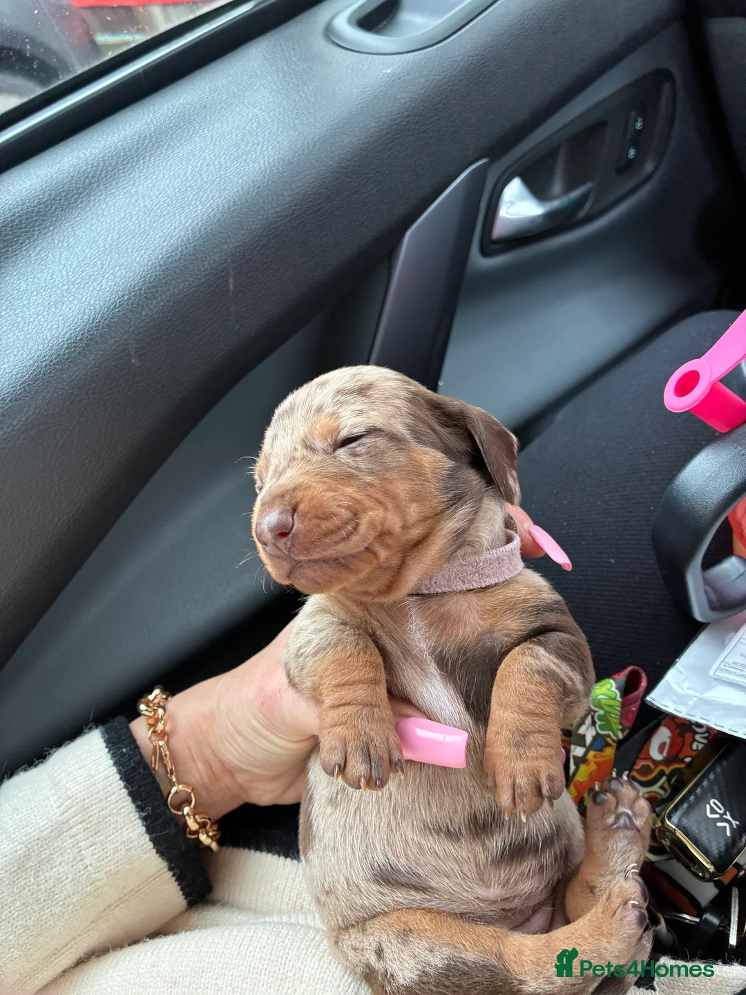 Miniature Dachshund dogs for sale: Gorgeous Minature Daschund Puppies  - Advert 8