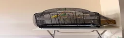 Budgerigars birds for sale: Budgies - Advert 5