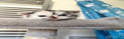 Munchkin cats for sale: Beautiful girls  - Advert 14
