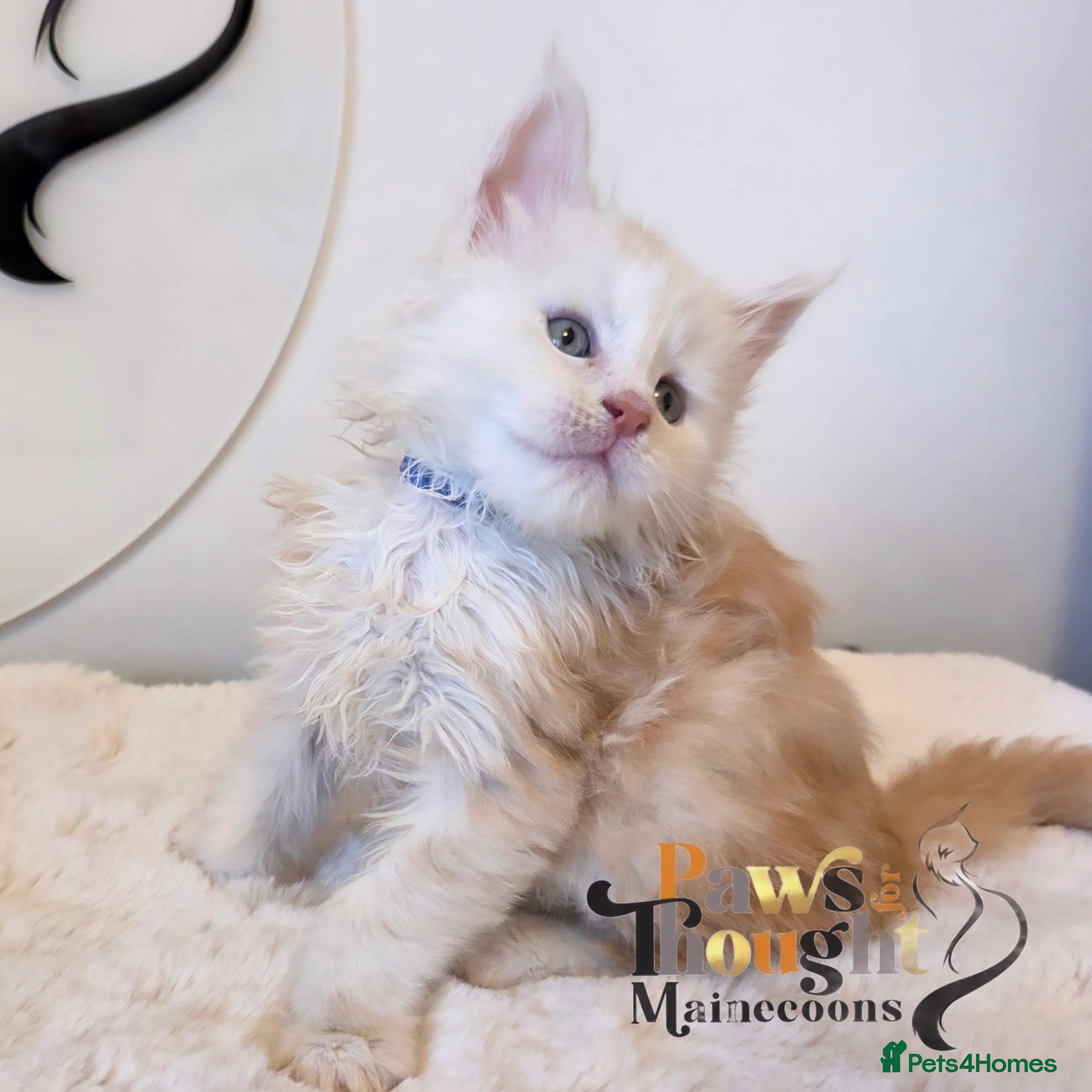 Maine Coon cats Outstanding Quality TICA reg Kittens - Advert 2