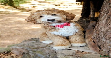 Labradoodle dogs - Advert 2