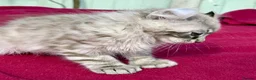 Keetso cats for sale: Superb very rare polydactyl curled eared keetsos  - Advert 16