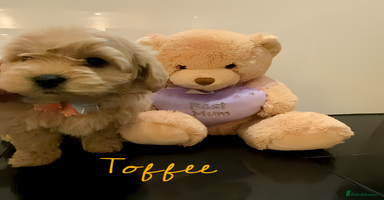 Maltipoo dogs - Advert 9