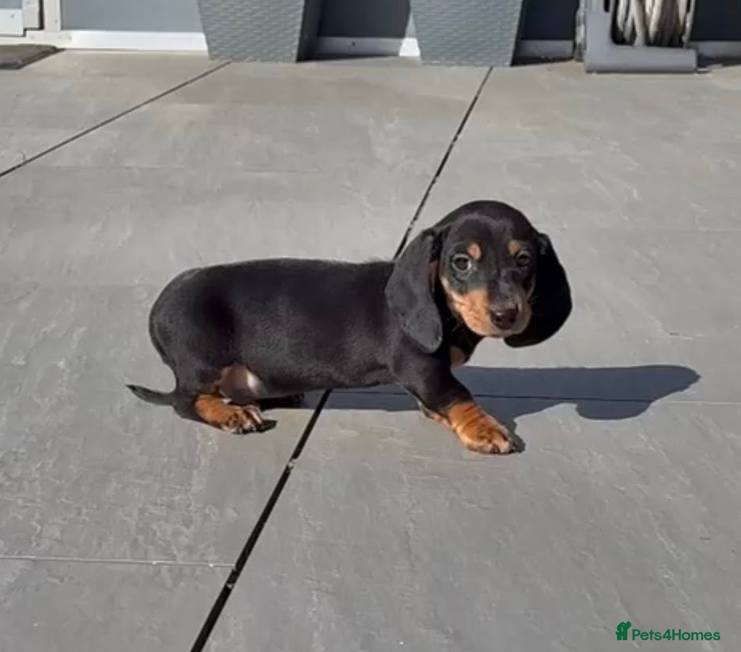 Miniature Dachshund dogs Beautiful mini dachshund black tan boy ready now - Advert 14