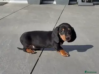 Miniature Dachshund dogs Beautiful mini dachshund black tan boy ready now - Advert 14