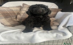 Cockapoo dogs for sale: F1 miniature gorgeous cockapoo puppies  - Image 24