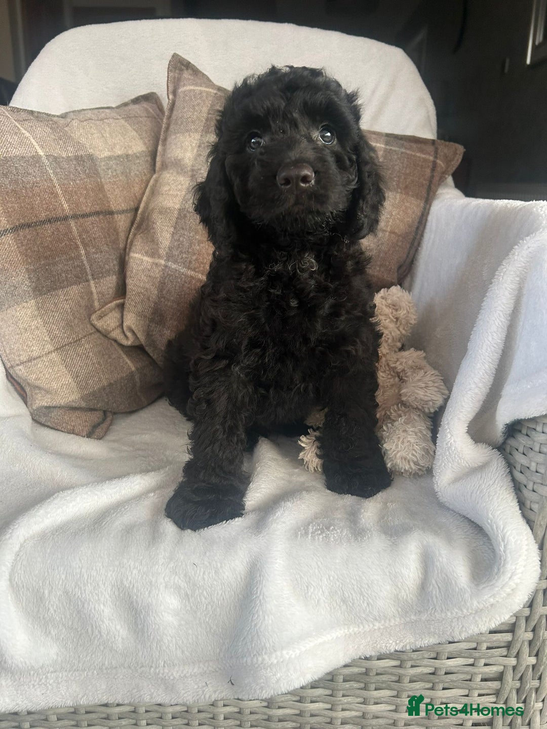 Cockapoo dogs for sale: F1 miniature gorgeous cockapoo puppies  - Image 24
