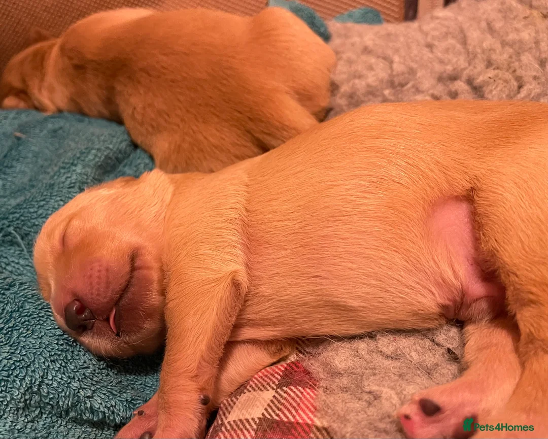 Golden Retriever dogs for sale: KC Registered Golden Retriever Puppies - Advert 9